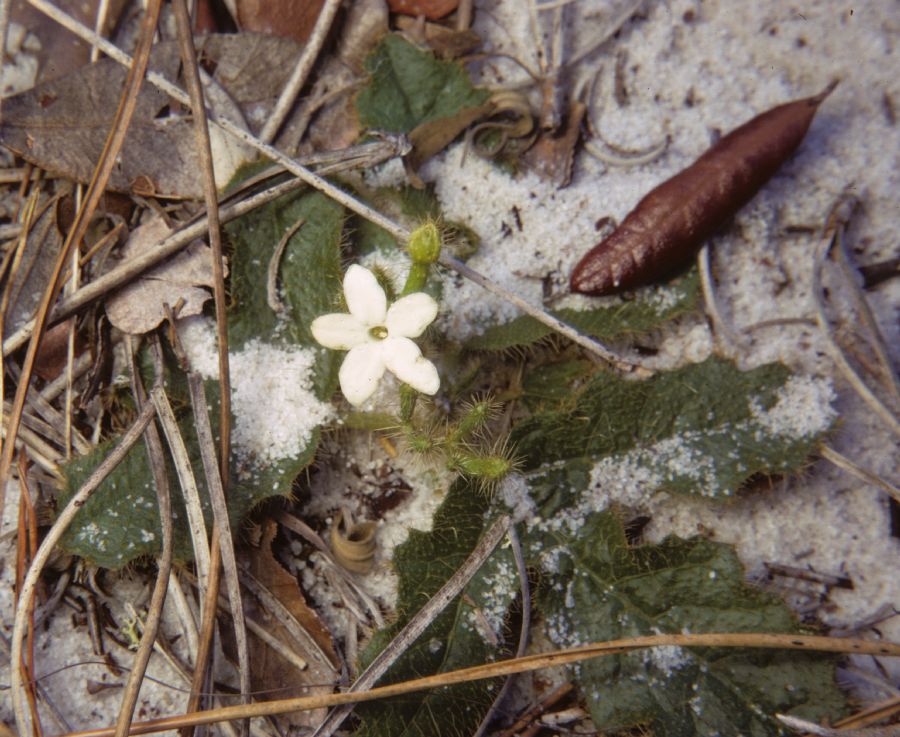 Euphorbiaceae Cnidoscolus stimulosus