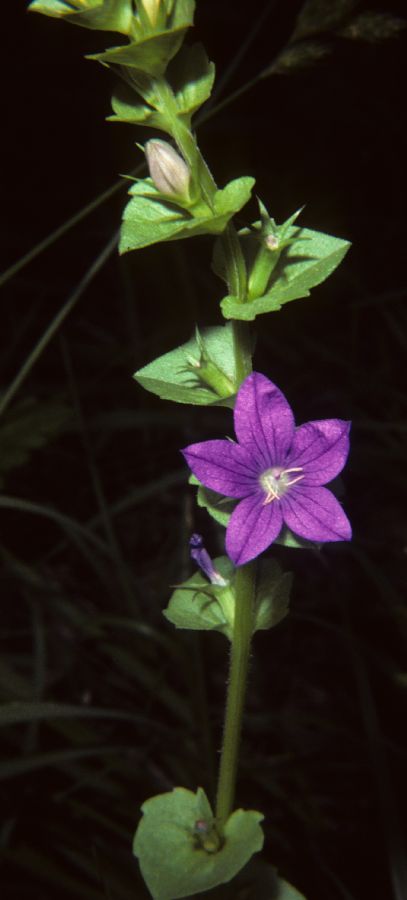 Campanulaceae Triodanis perfoliata