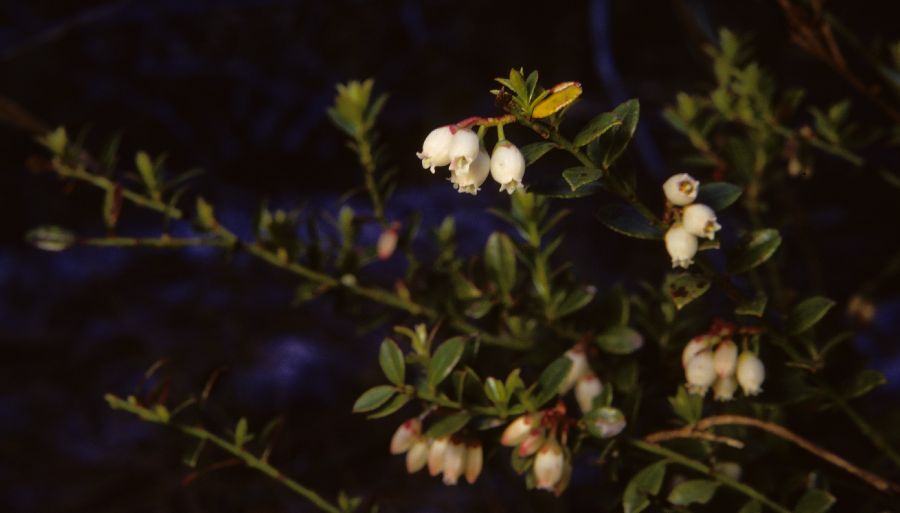 Ericaceae Vaccinium 