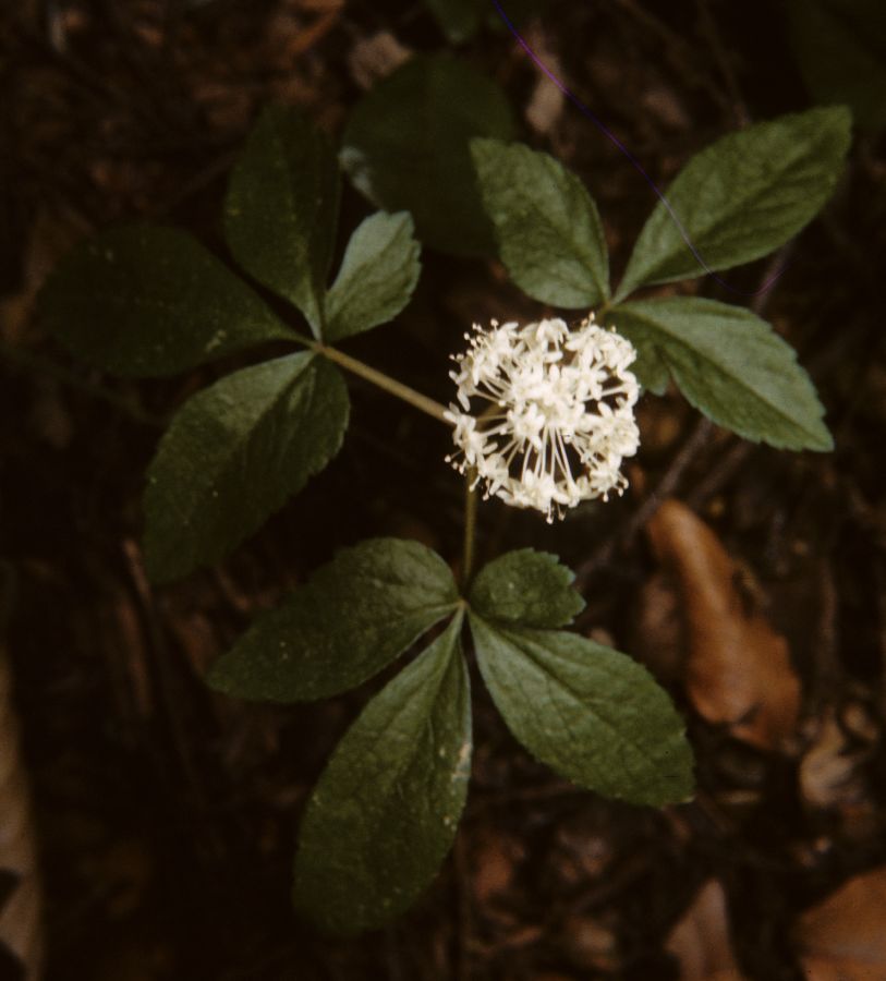 Araliaceae Panax trifolius