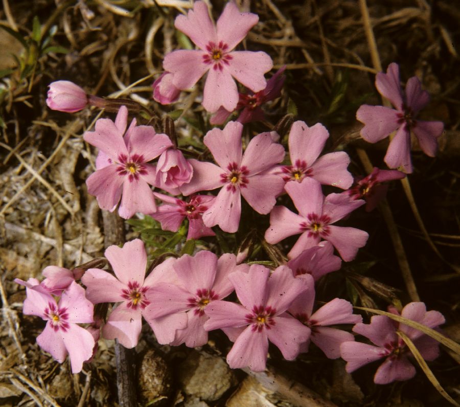 Polemoniaceae Phlox subulata