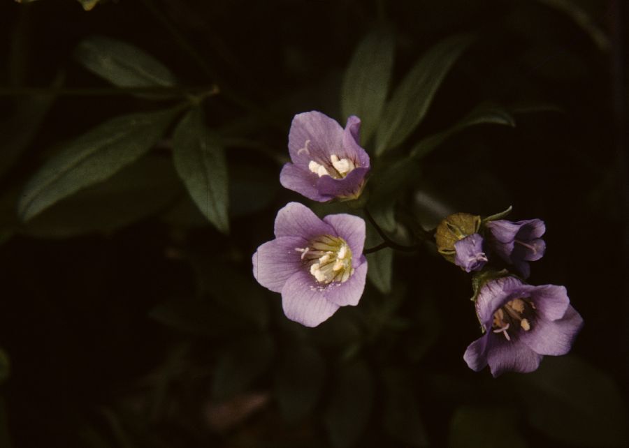 Polemoniaceae Polemonium 