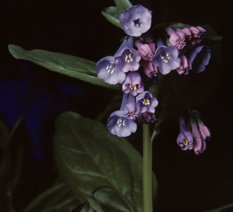 Boraginaceae Mertensia 