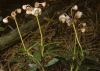 image of Chimaphila umbellata