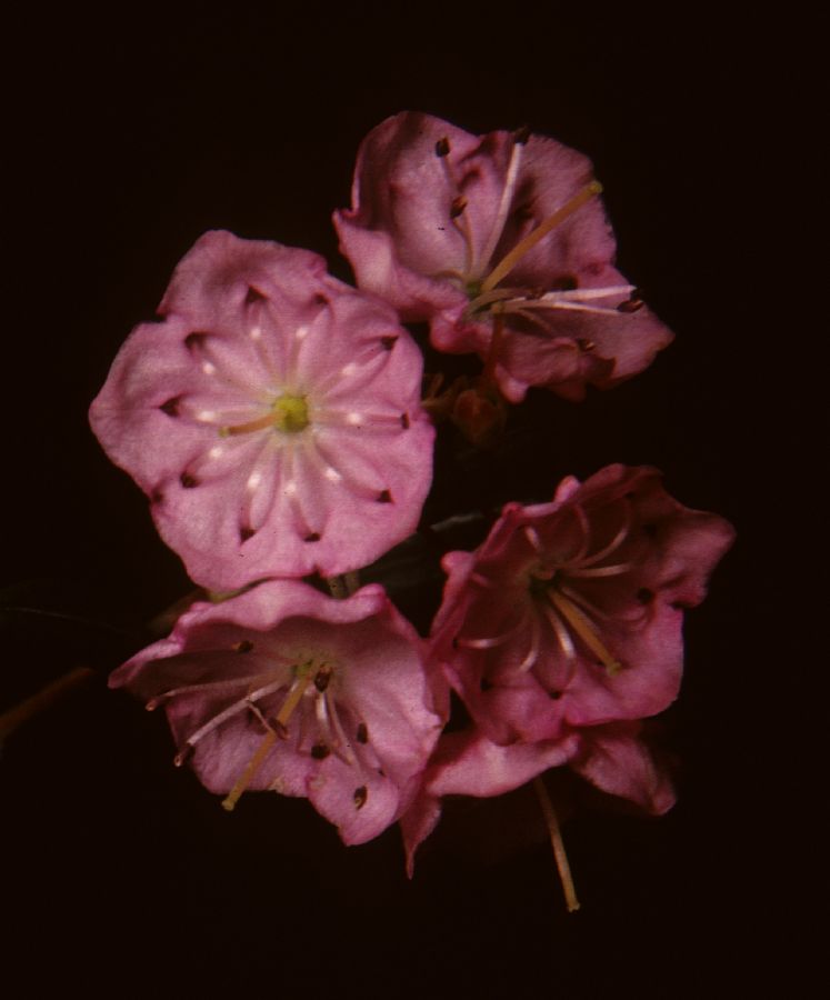 Ericaceae Kalmia polifolia