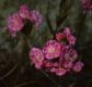 image of Kalmia polifolia