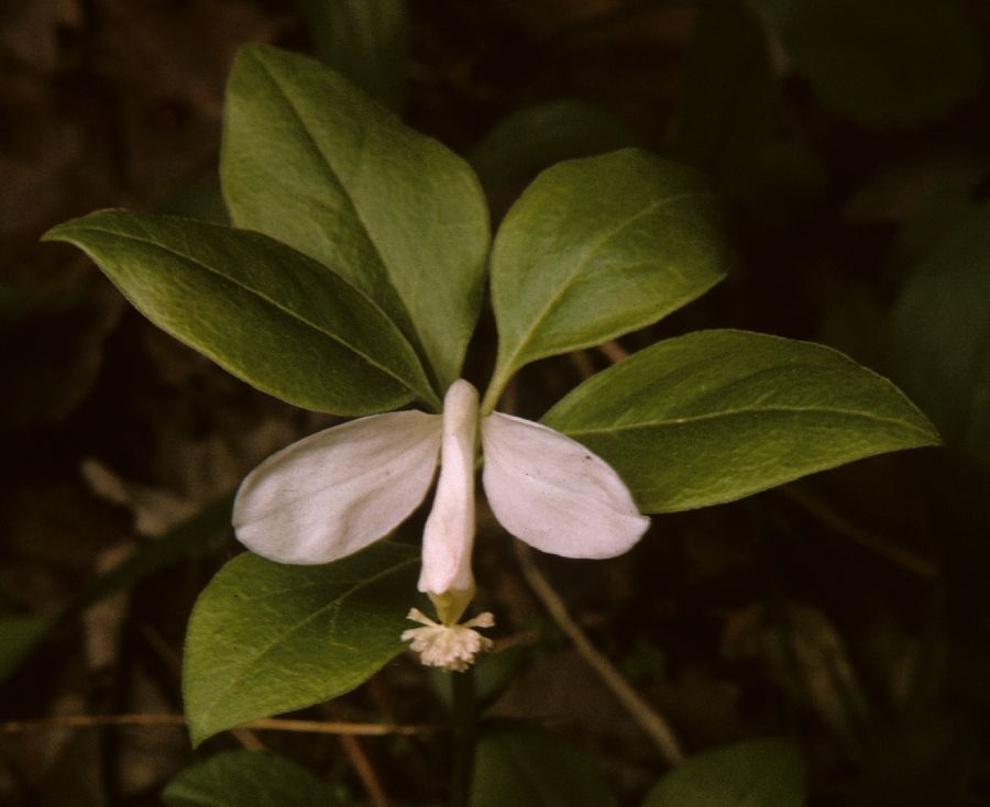 Polygalaceae Polygala 