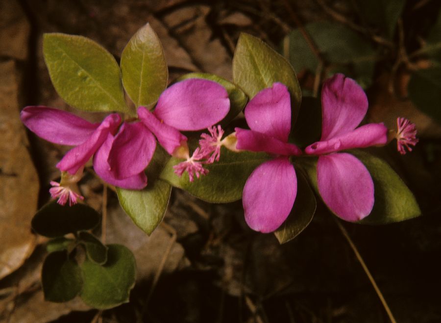 Polygalaceae Polygala 