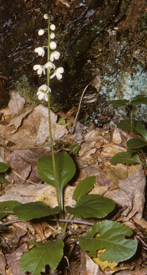 Ericaceae Pyrola rotundifolia