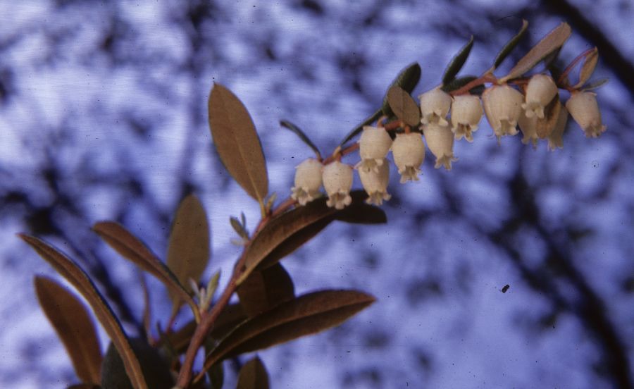 Ericaceae Andromeda 