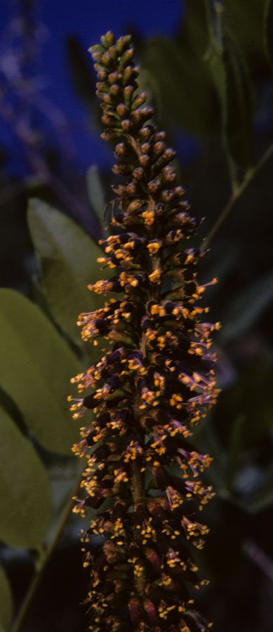 Fabaceae Amorpha fructicosa