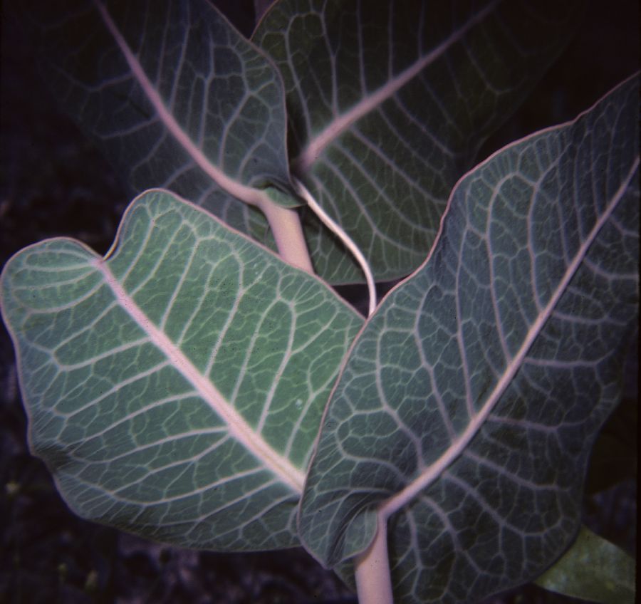 Apocynaceae Asclepias 