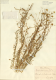 image of Cuscuta epilinum