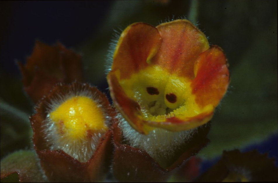 Gesneriaceae Chrysothemis villosus