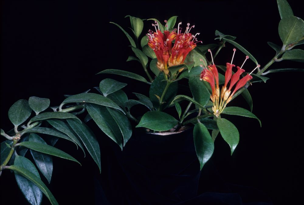 Gesneriaceae Aeschynanthus evrardii