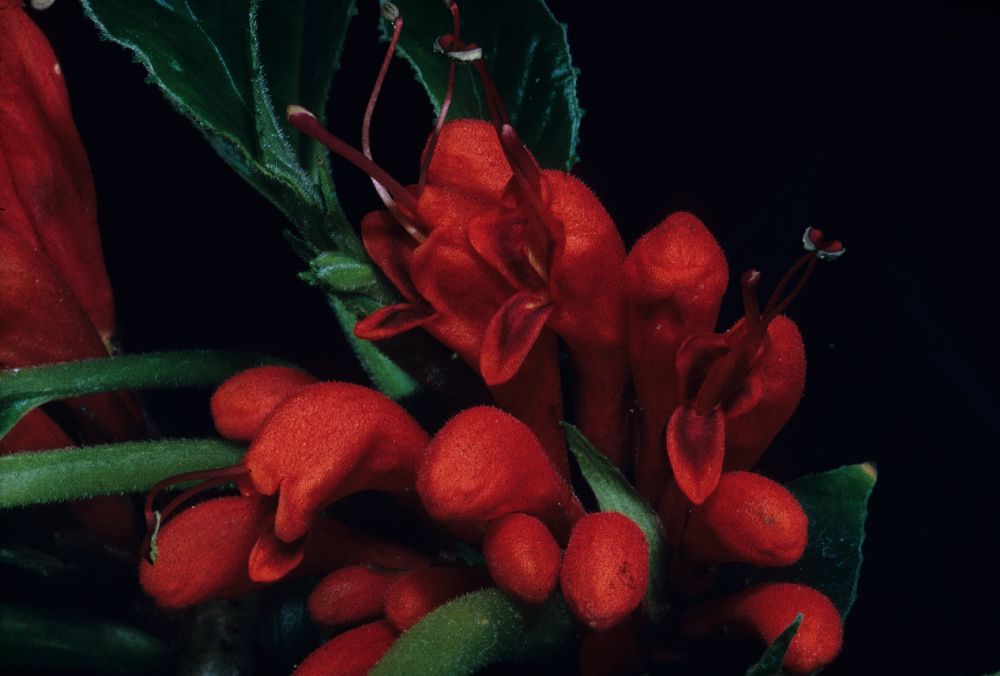 Gesneriaceae Agalmyla parasitica