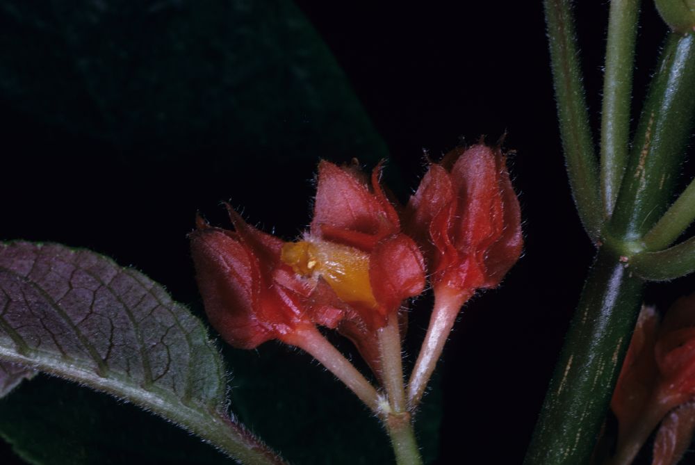 Gesneriaceae Alloplectus zamorensis