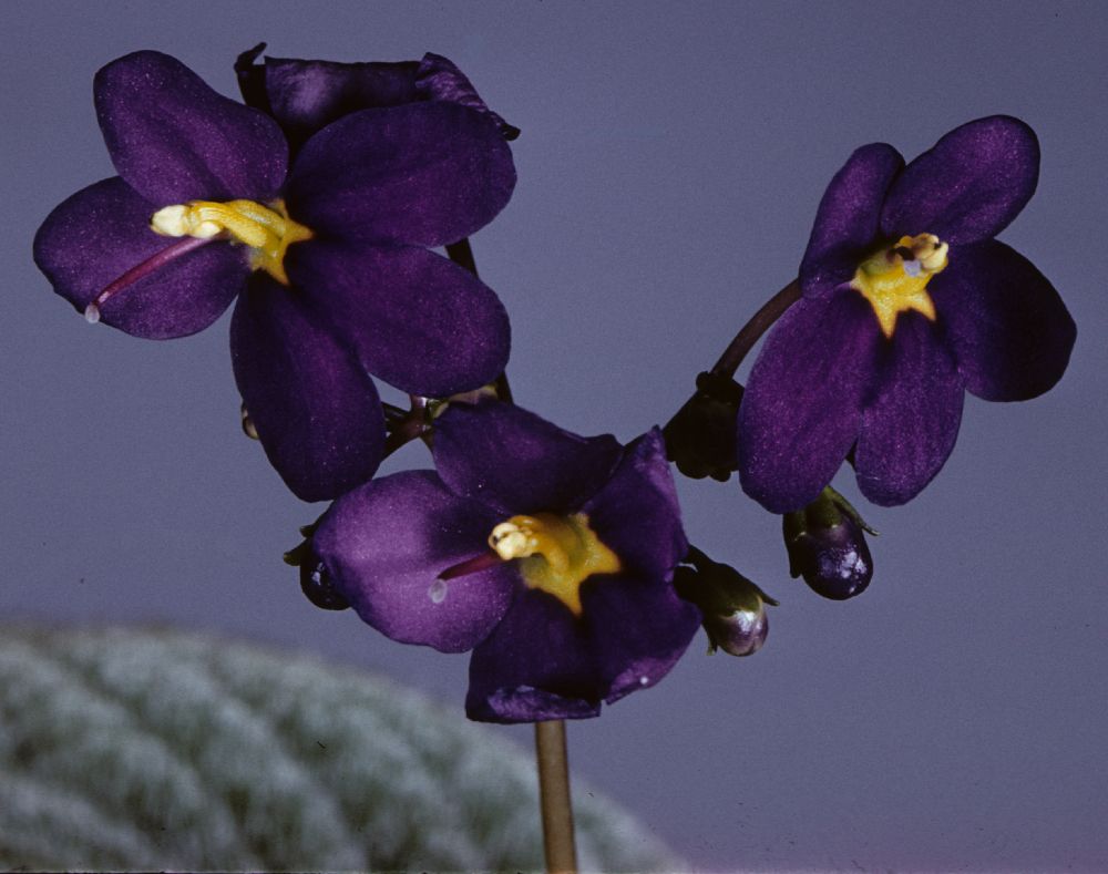 Gesneriaceae Boea hygroscopica
