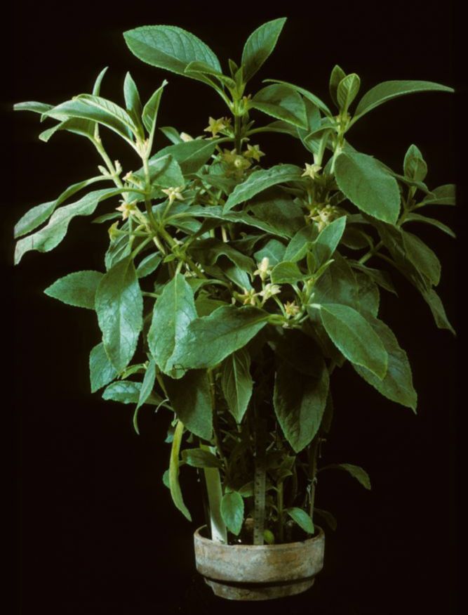 Gesneriaceae Cobananthus calochlayms