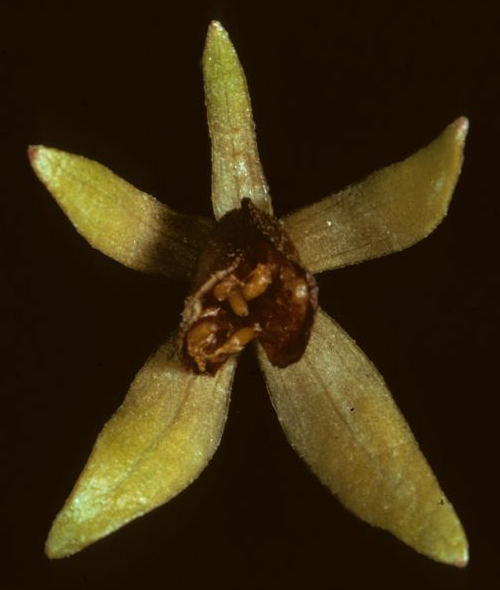 Gesneriaceae Codonanthe caribaea