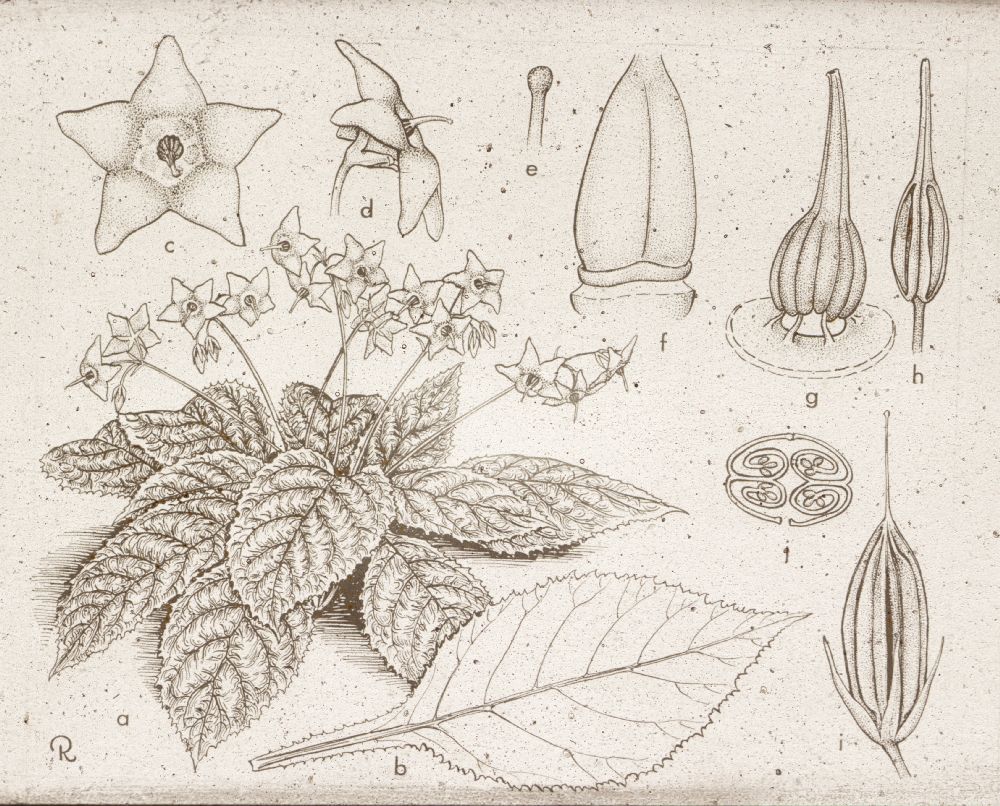 Gesneriaceae Conandron 