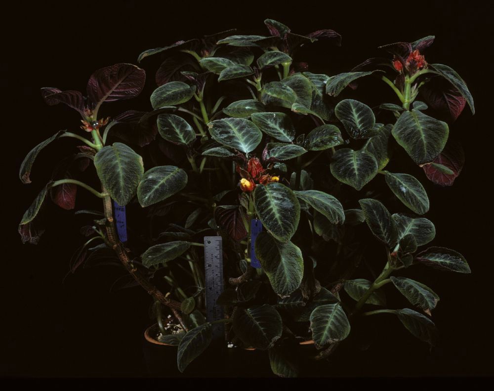 Gesneriaceae Corytoplectus speciosus