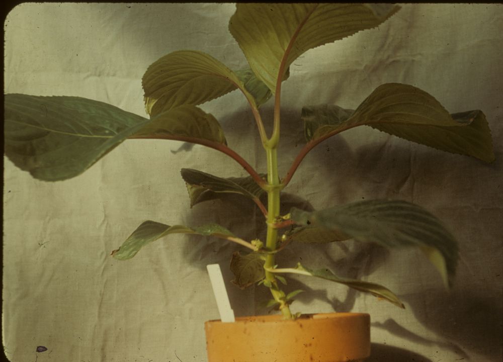 Gesneriaceae Cyrtandra coccinea