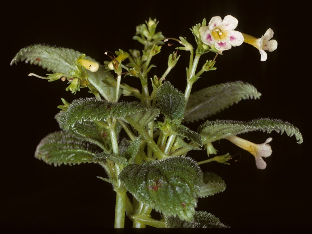 Gesneriaceae Diastema quinquevulnerum