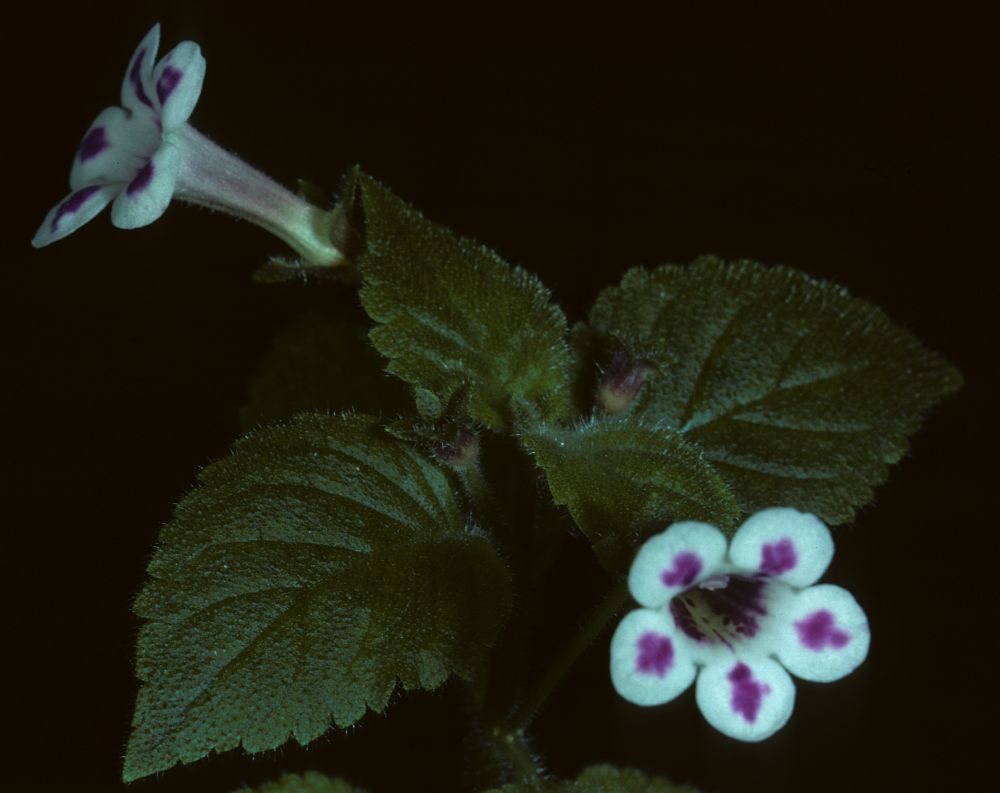 Gesneriaceae Diastema vexans