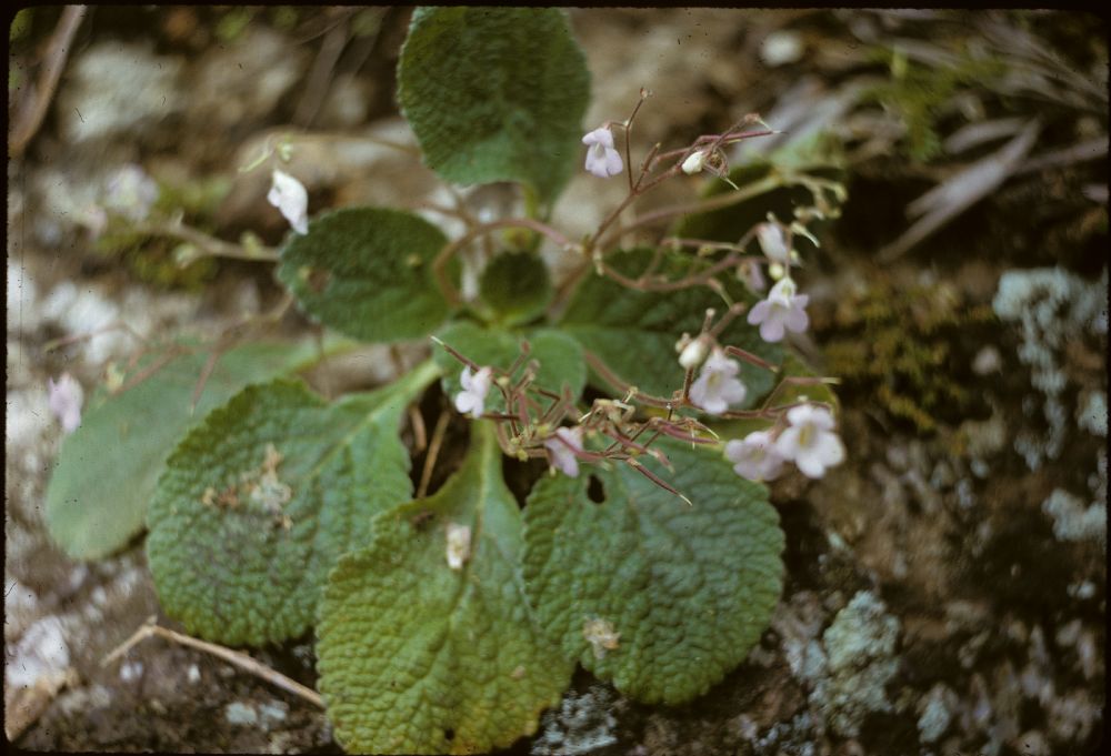 Gesneriaceae Didymocarpus 