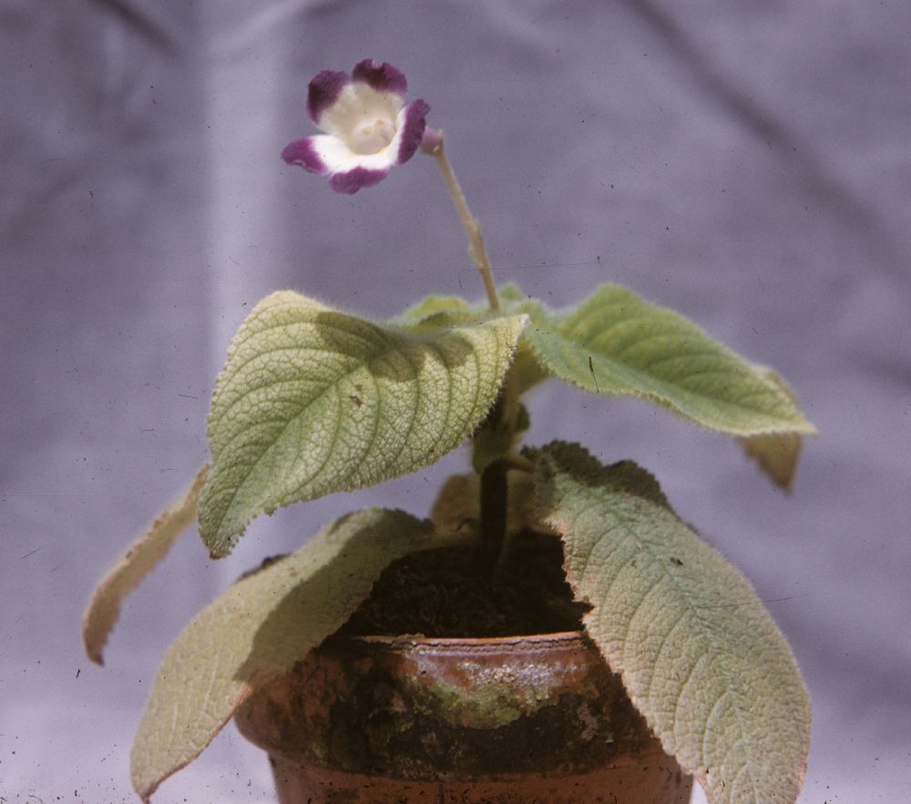 Gesneriaceae Didymocarpus 