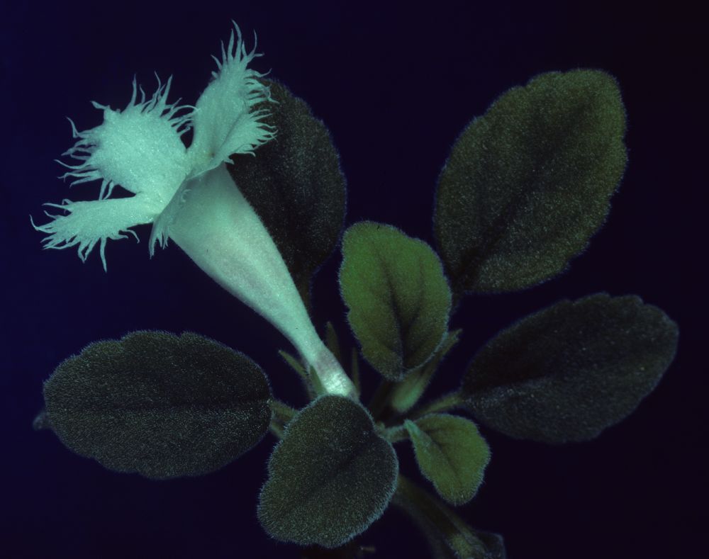 Gesneriaceae Episcia dianthiflora