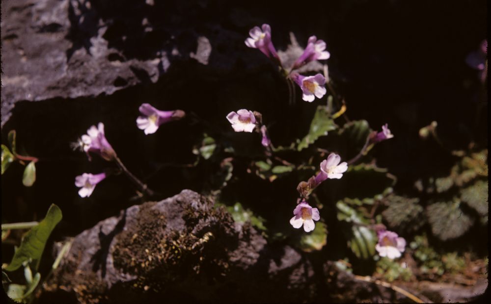 Gesneriaceae Haberlea 