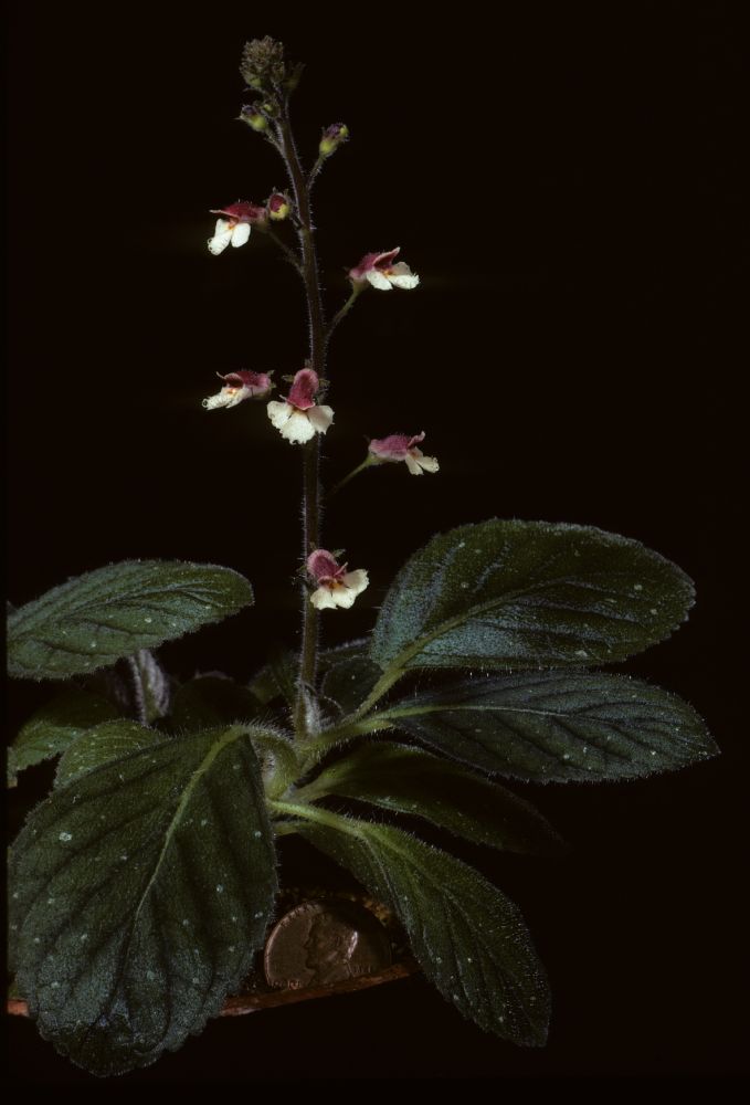 Gesneriaceae Koellikeria erinoides