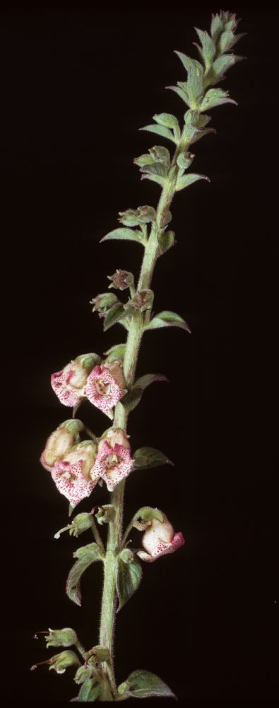 Gesneriaceae Kohleria allenii