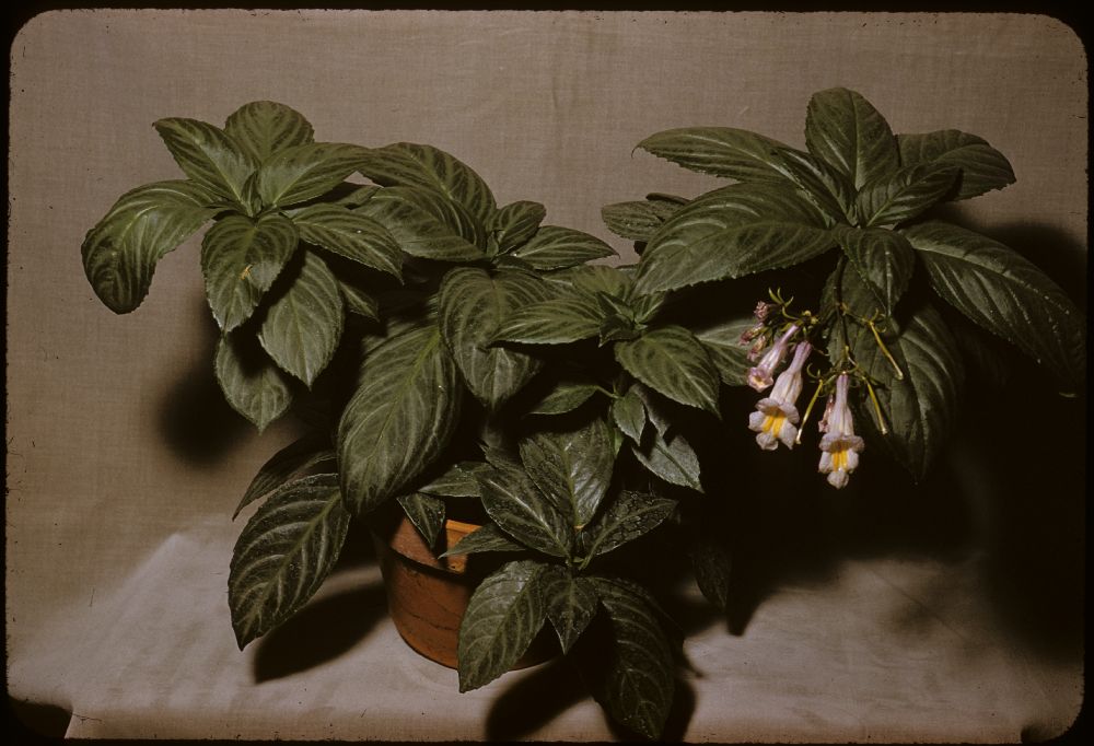 Gesneriaceae Lysionotus serratus