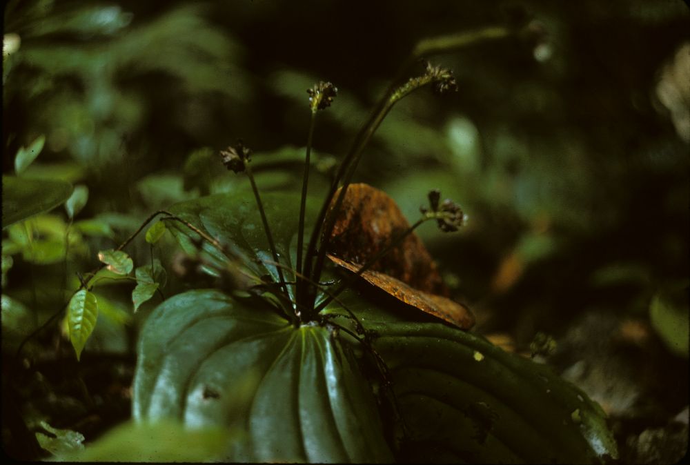 Gesneriaceae Monophyllaea 
