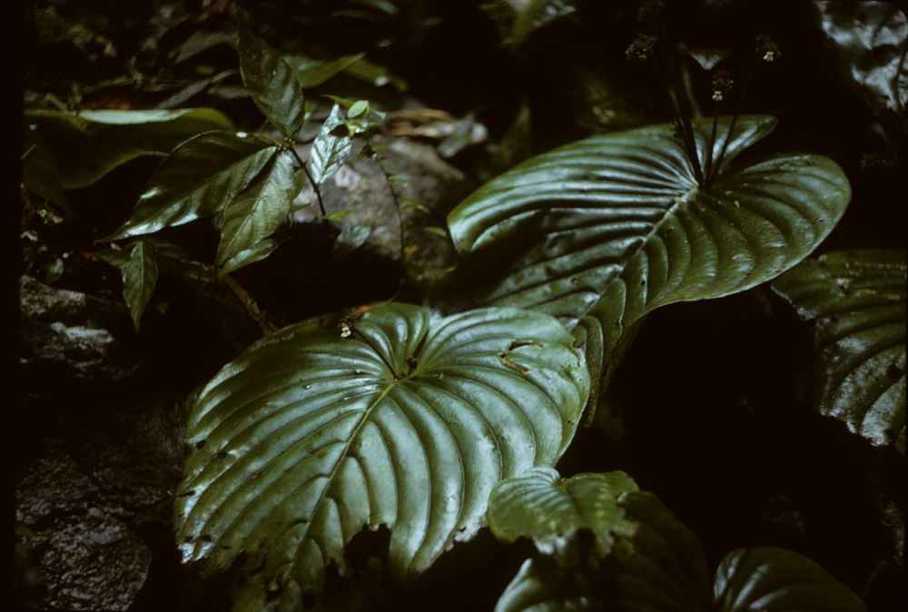 Gesneriaceae Monophyllaea 