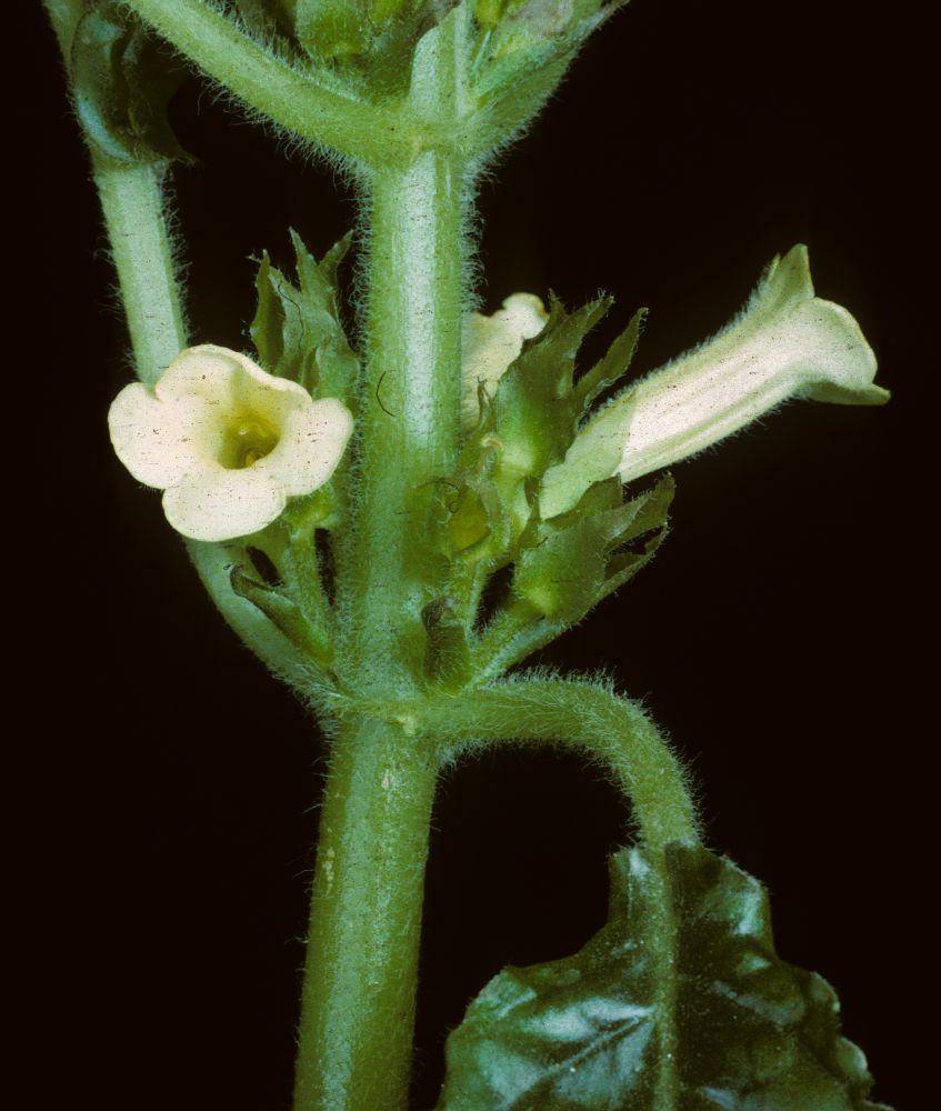 Gesneriaceae Nautilocalyx forgetti
