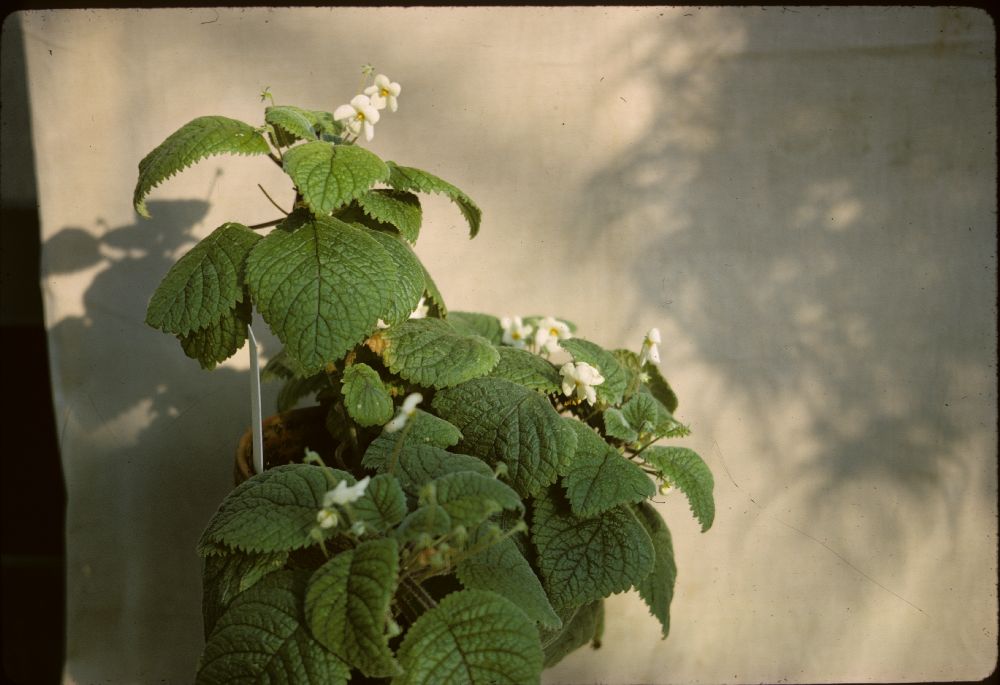 Gesneriaceae Niphaea oblonga