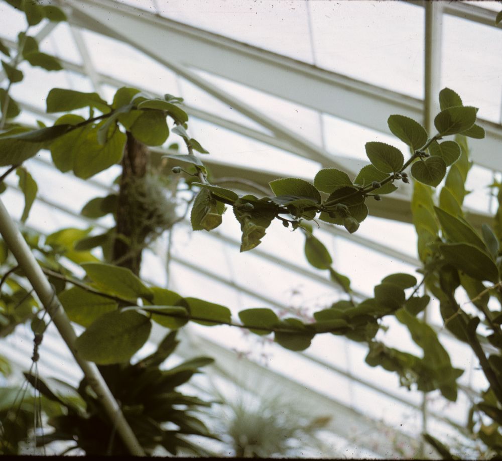 Gesneriaceae Paliavana prasinata