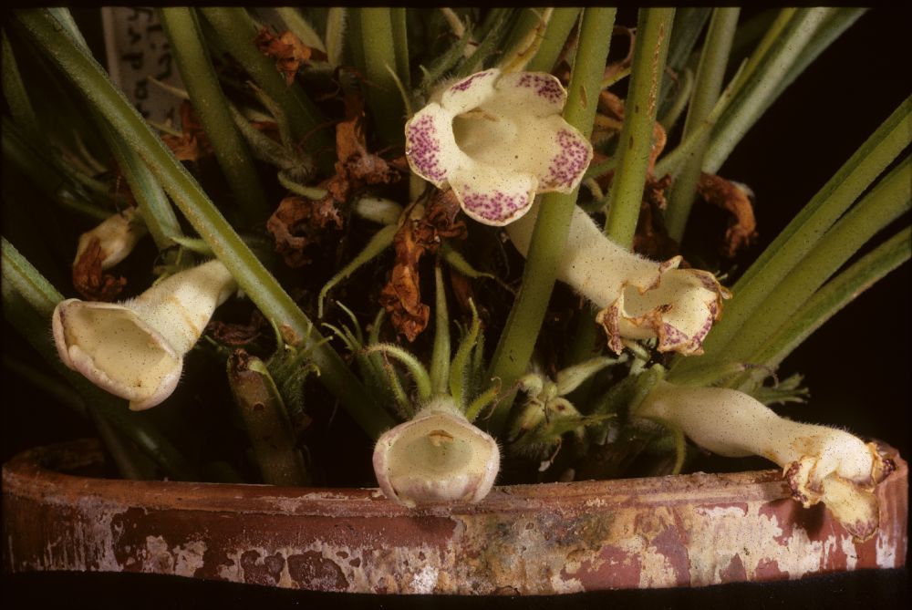 Gesneriaceae Paradrymonia lineata