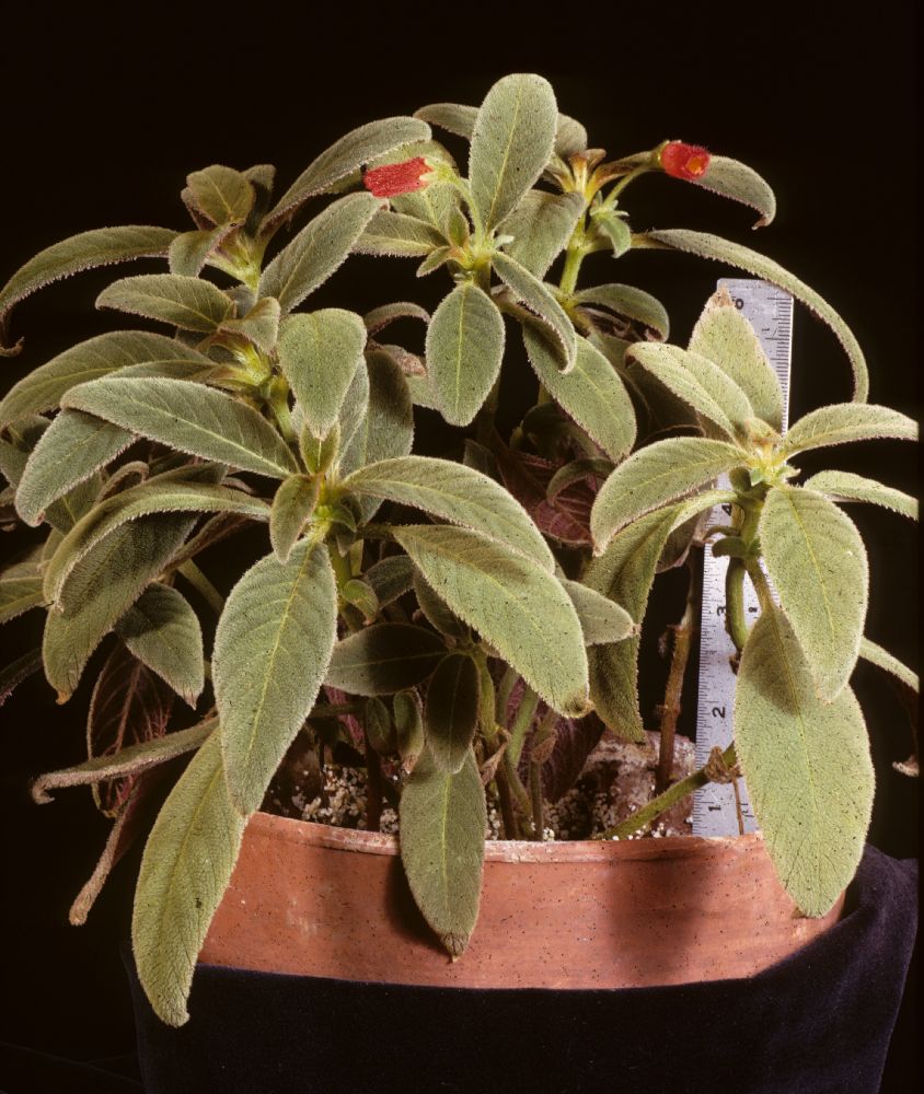 Gesneriaceae Parakohleria vinicolor