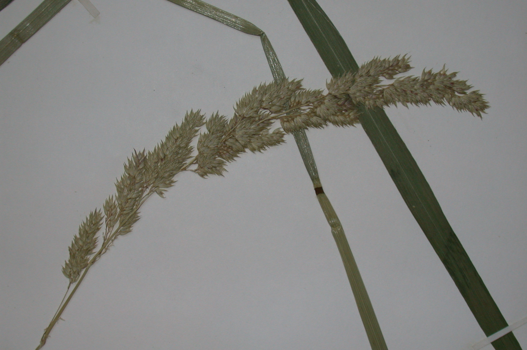 Poaceae Phalaris arundinacea