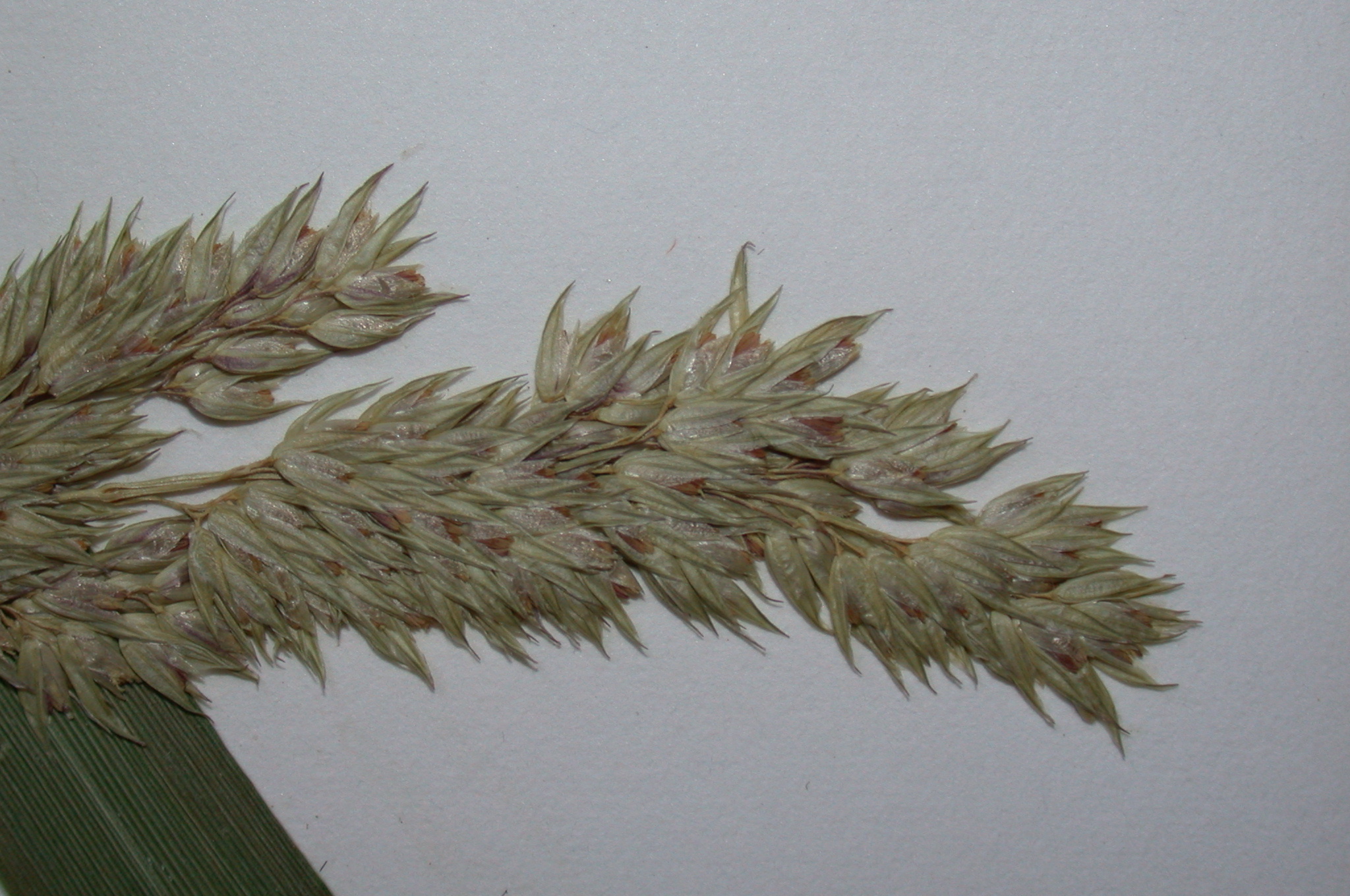 Poaceae Phalaris arundinacea