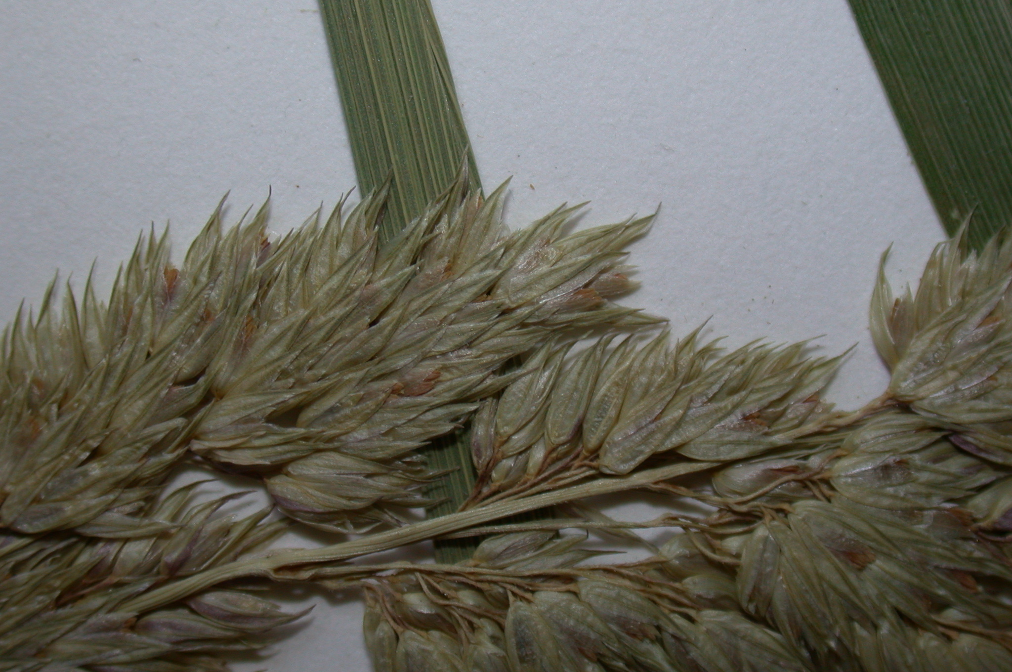 Poaceae Phalaris arundinacea