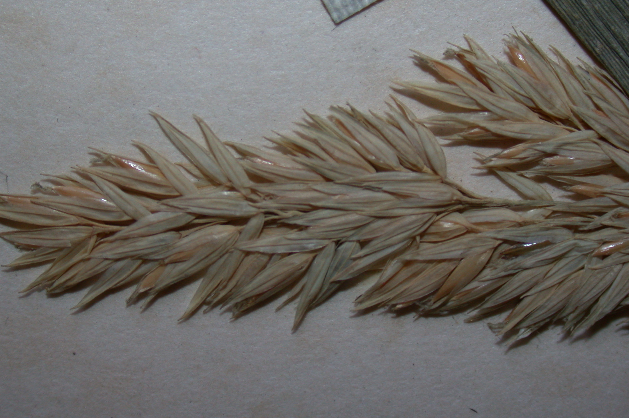 Poaceae Phalaris arundinacea