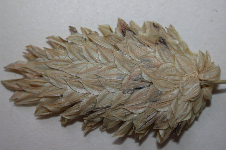 Poaceae Phalaris canariensis