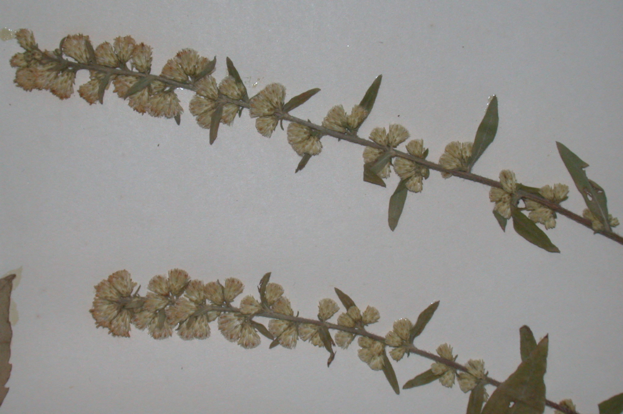 Asteraceae Solidago bicolor