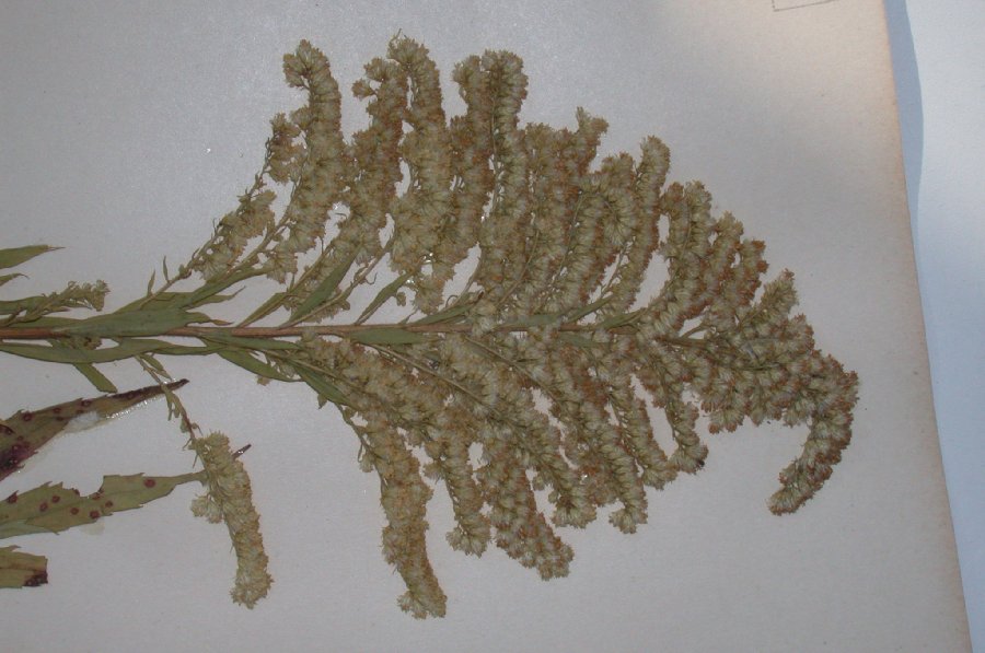 Asteraceae Solidago canadensis